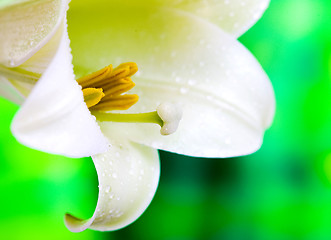 Image showing Close up lily