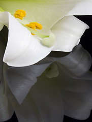 Image showing Close up lily