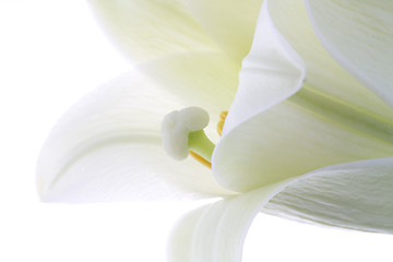 Image showing Close up lily