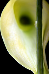 Image showing Close up lily water drop