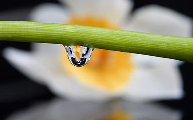 Image showing Close up lily water drop