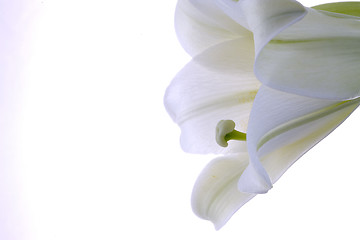 Image showing Close up lily