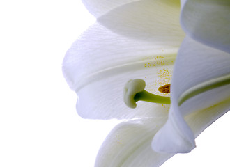 Image showing Close up lily