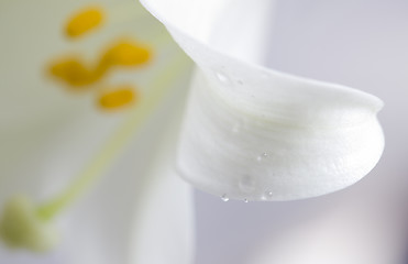 Image showing Close up lily