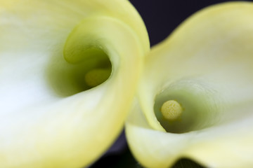 Image showing Close up lily