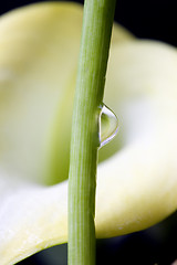 Image showing Close up lily water drop