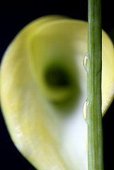 Image showing Close up lily water drop