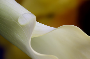 Image showing Close up lily