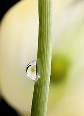 Image showing Close up lily water drop