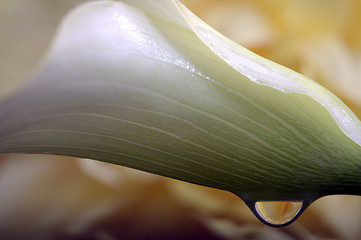 Image showing Close up lily