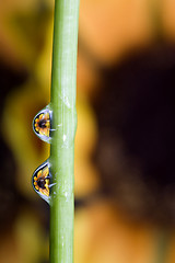 Image showing Close up lily water drop