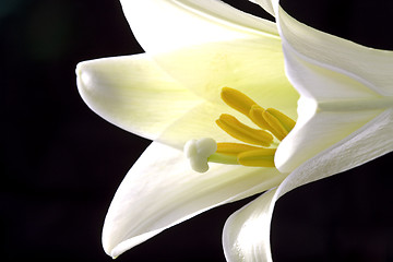 Image showing Close up lily