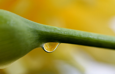 Image showing Close up lily