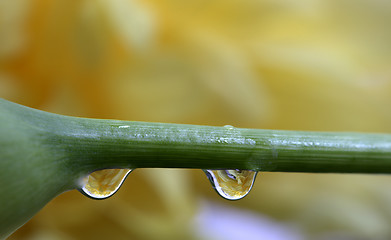 Image showing Close up lily water drop