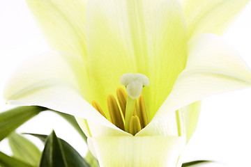 Image showing Close up lily