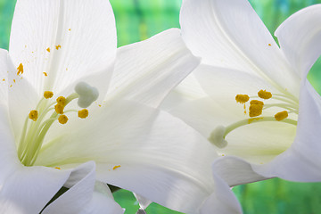 Image showing Close up lily