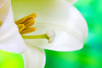 Image showing Close up lily