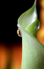 Image showing Close up lily water drop