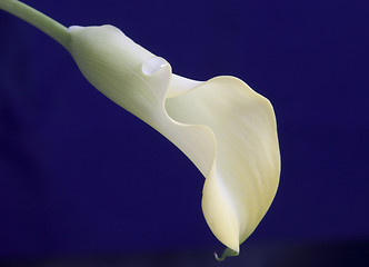 Image showing Close up lily