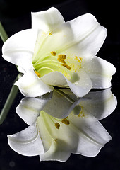 Image showing Close up lily