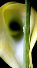 Image showing Close up lily water drop