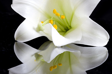 Image showing Close up lily