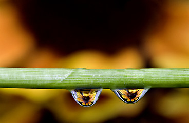 Image showing Macro water drops