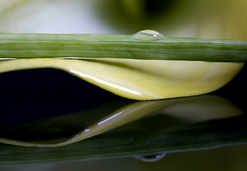 Image showing Close up lily water drop