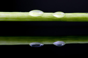 Image showing Close up lily water drop