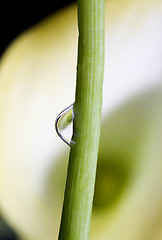 Image showing Close up lily water drop