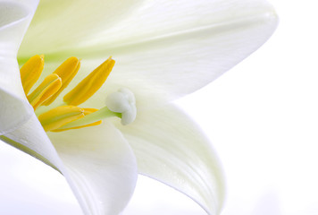 Image showing Close up lily