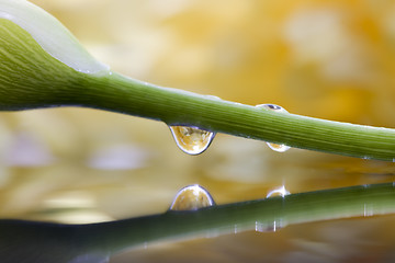 Image showing Close up lily