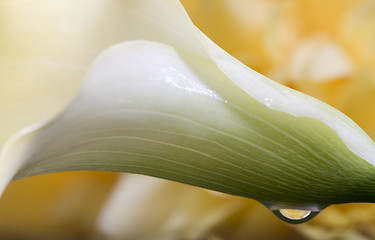 Image showing Close up lily