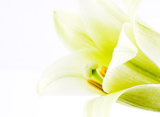 Image showing Close up lily