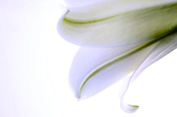 Image showing Close up lily