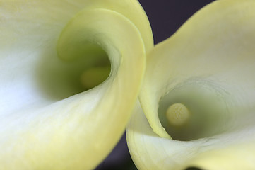 Image showing Close up lily 