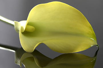 Image showing Close up lily water drop