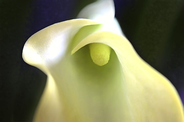 Image showing Close up lily water drop