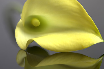 Image showing Close up lily water drop