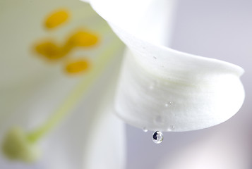 Image showing Close up lily