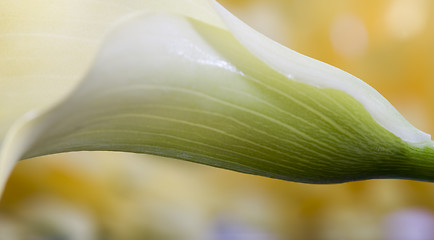 Image showing Close up lily