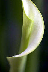 Image showing Close up lily