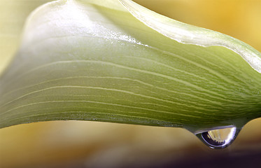 Image showing Close up lily water drop