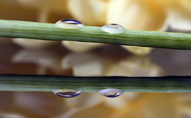 Image showing Close up lily water drop