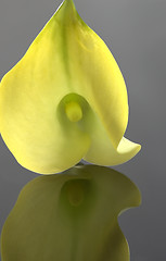 Image showing Close up lily water drop