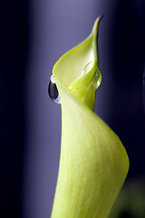 Image showing Close up lily water drop