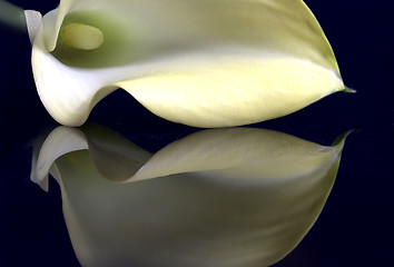 Image showing Close up lily water drop