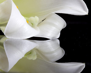 Image showing Close up lily