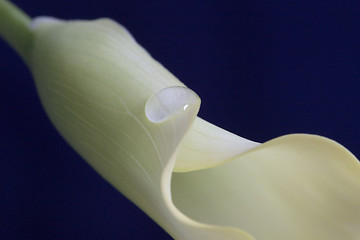 Image showing Close up lily