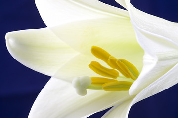 Image showing Close up lily